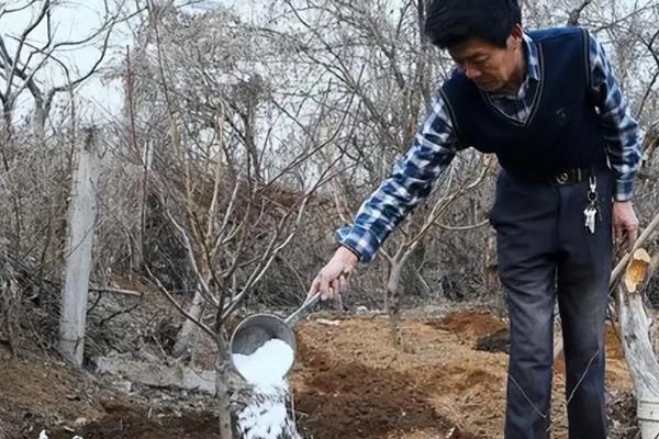 植物缺钾有什么症状,会出现生长缓慢等症状