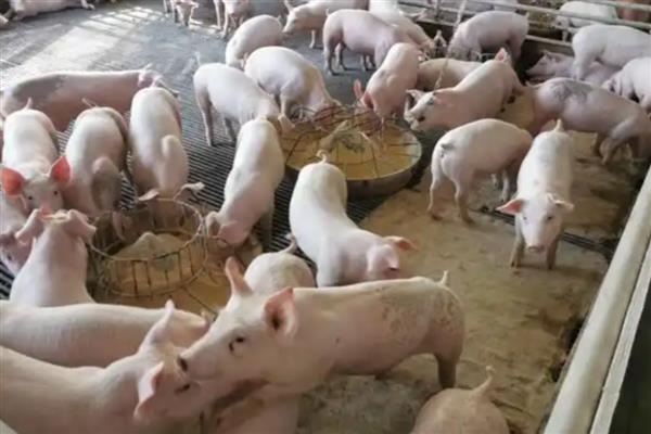 猪的料肉比如何计算，等于消耗饲料总量除以增重总量