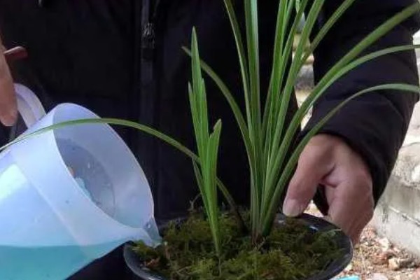 寒兰的养殖方法,养殖期间要每隔三天浇水一次