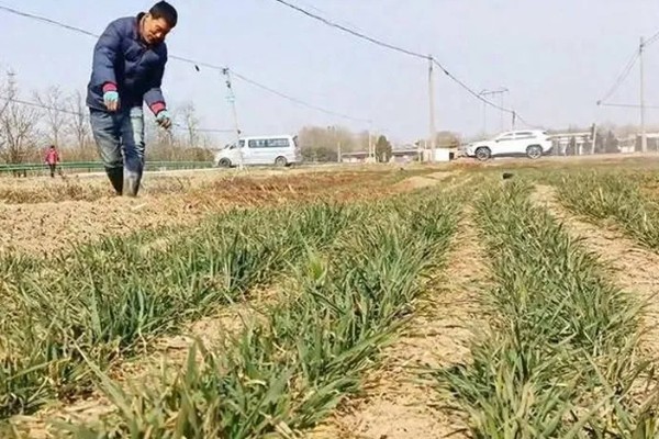 春季小麦的管理技术,要以保墒、提墒为重点