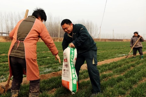 春季小麦的管理技术,要以保墒、提墒为重点
