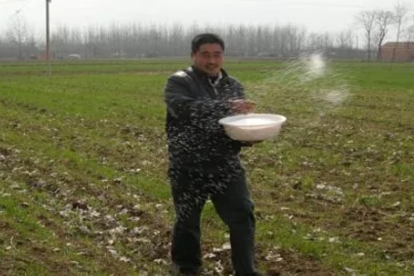春季小麦的管理技术,要以保墒、提墒为重点