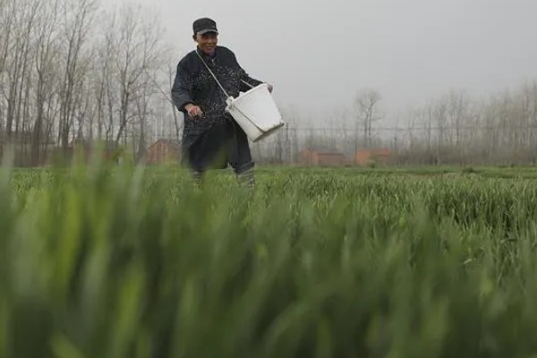 春季小麦的管理技术,要以保墒、提墒为重点