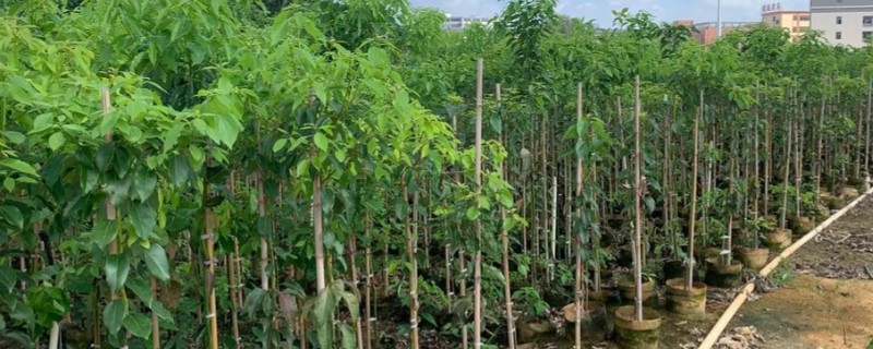 原生苗与实生苗的区别，二者没有区别