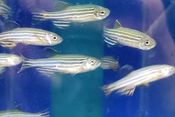 斑马鱼能活多久，寿命在3-10年左右
