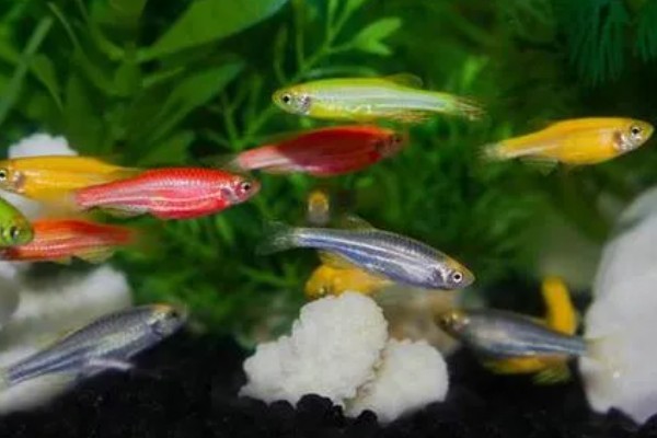 斑马鱼能活多久，寿命在3-10年左右