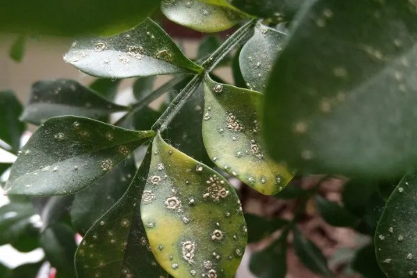 米兰花叶子上有白点的原因，可能是病虫灾害所致