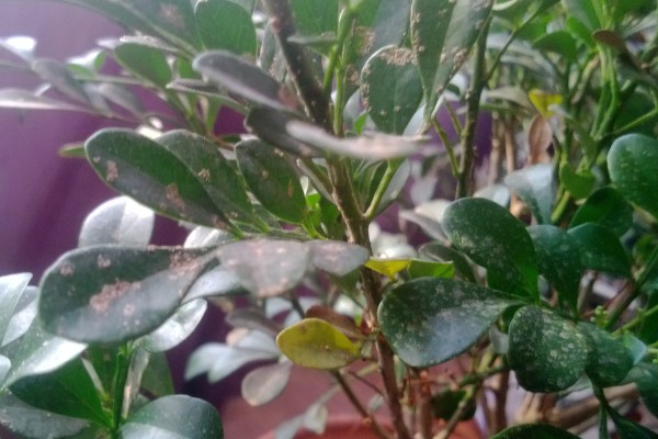 米兰花叶子上有白点的原因，可能是病虫灾害所致