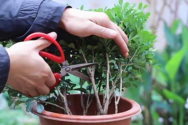 米兰花叶子上有白点的原因，可能是病虫灾害所致