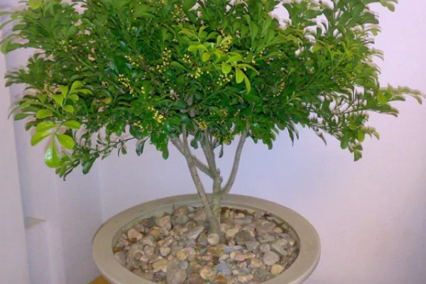 米兰花叶子上有白点的原因，可能是病虫灾害所致