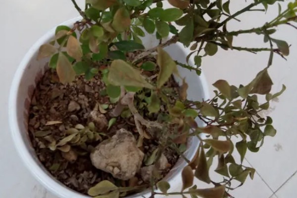 米兰花叶子上有白点的原因，可能是病虫灾害所致