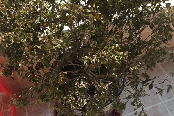 米兰花叶子上有白点的原因，可能是病虫灾害所致