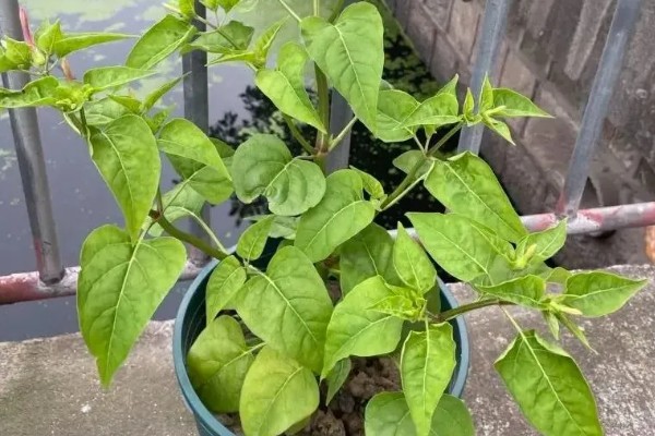紫茉莉不开花如何处理,孕蕾期追施1-2次磷钾肥有助于开花