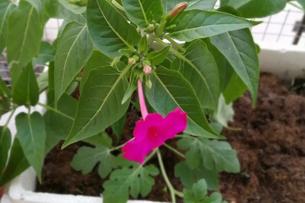 紫茉莉不开花如何处理,孕蕾期追施1-2次磷钾肥有助于开花