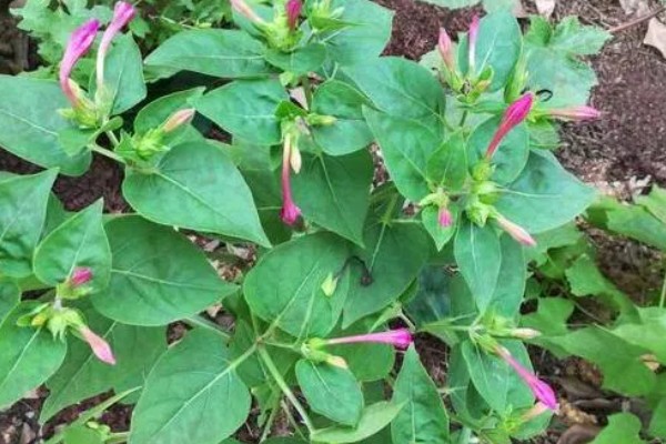 紫茉莉不开花如何处理,孕蕾期追施1-2次磷钾肥有助于开花