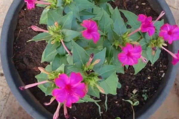 紫茉莉不开花如何处理,孕蕾期追施1-2次磷钾肥有助于开花