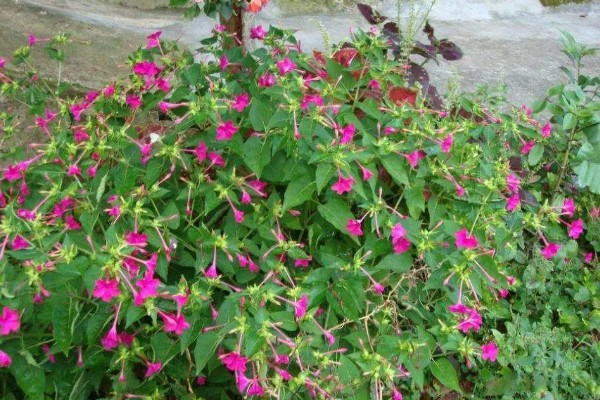 紫茉莉不开花如何处理,孕蕾期追施1-2次磷钾肥有助于开花