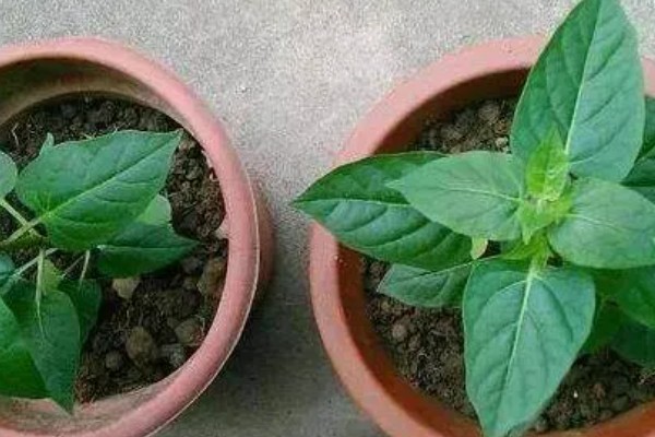 紫茉莉不开花如何处理,孕蕾期追施1-2次磷钾肥有助于开花