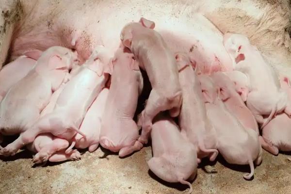 夏季出生的小猪要不要使用保温灯,晚上保温可避免小猪感冒