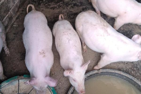 夏季出生的小猪要不要使用保温灯,晚上保温可避免小猪感冒