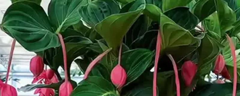 荷兰宝莲灯的养殖方法，将植株放在有明亮散光的地方养
