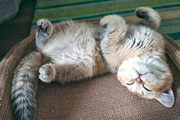 猫睡觉时为什么腿在抽搐,可能是睡眠浅或缺钙