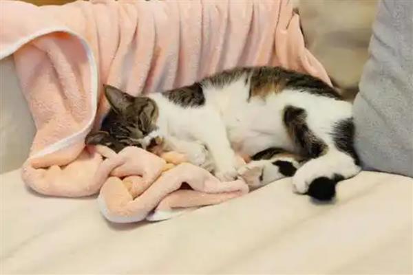 猫睡觉时为什么腿在抽搐,可能是睡眠浅或缺钙
