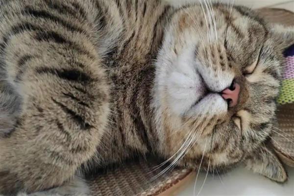 猫睡觉时为什么腿在抽搐,可能是睡眠浅或缺钙
