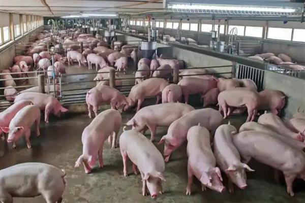 养猪的相关知识，控制饲料成本才能提高利润