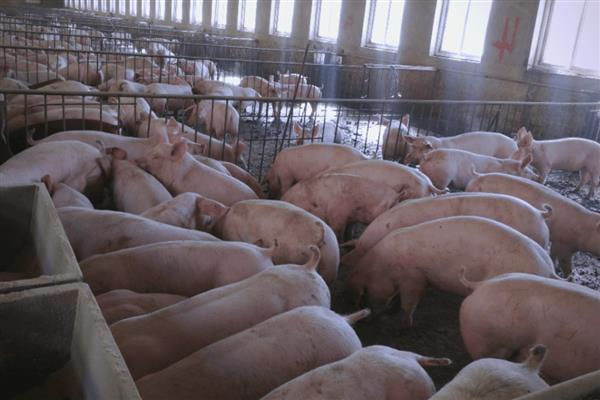养猪的相关知识，控制饲料成本才能提高利润