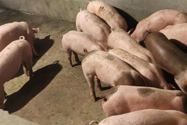 养猪的相关知识，控制饲料成本才能提高利润