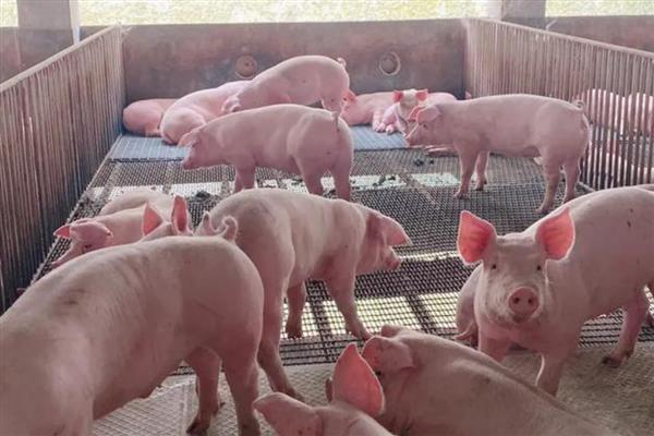 养猪的相关知识，控制饲料成本才能提高利润