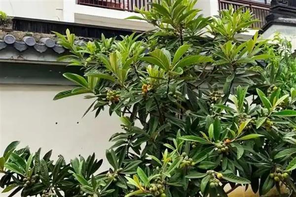 庭院种枇杷树的含义,象征家庭幸福美满和家运兴旺