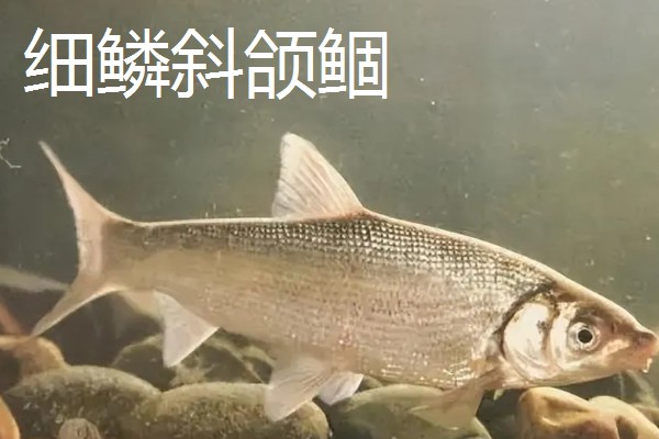 黄尾鱼好不好吃，根据个人口味而定