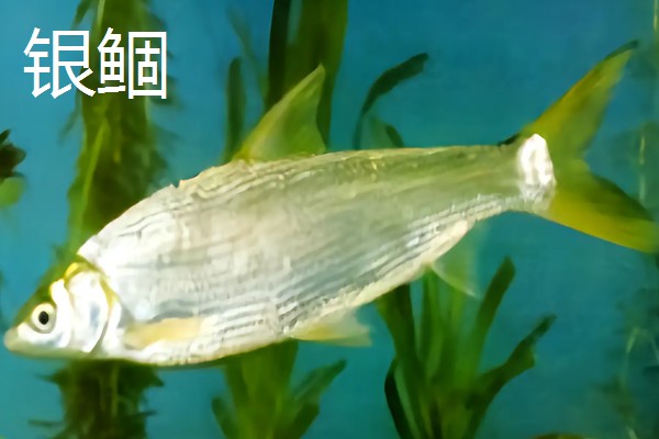 黄尾鱼好不好吃，根据个人口味而定