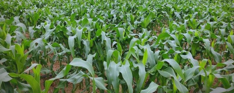 玉米的种植方法，可以在春季或秋季种植