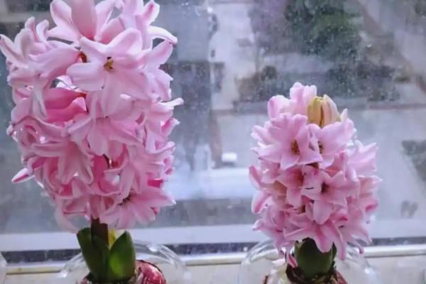 冬季鲜花的养护方法,首先要确保太阳光照的充足