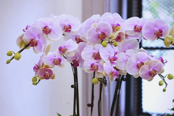 冬季鲜花的养护方法,首先要确保太阳光照的充足