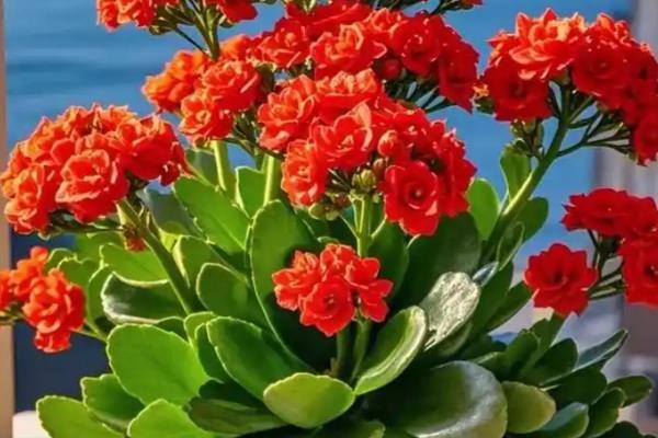 冬季鲜花的养护方法,首先要确保太阳光照的充足