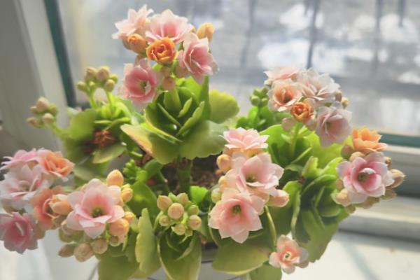 冬季鲜花的养护方法,首先要确保太阳光照的充足