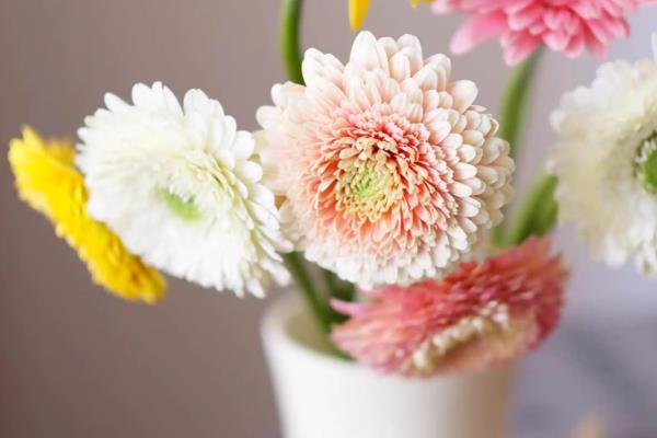 冬季鲜花的养护方法,首先要确保太阳光照的充足