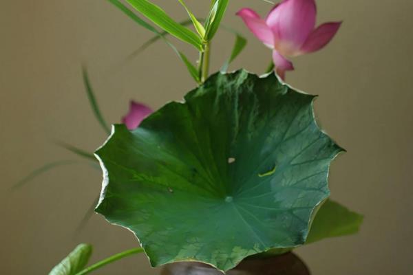 冬季鲜花的养护方法,首先要确保太阳光照的充足