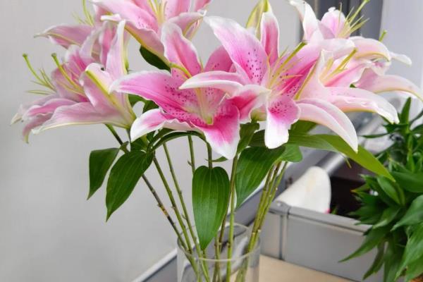 冬季鲜花的养护方法,首先要确保太阳光照的充足