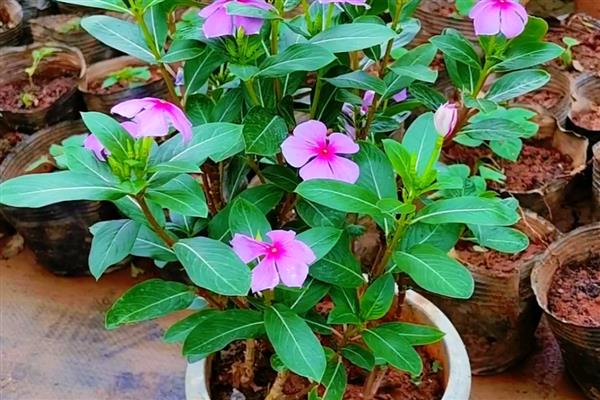 长春花的移栽方法,建议在春秋两季移栽
