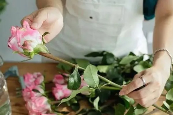 母亲生日可以送什么花，推荐康乃馨、长寿花等