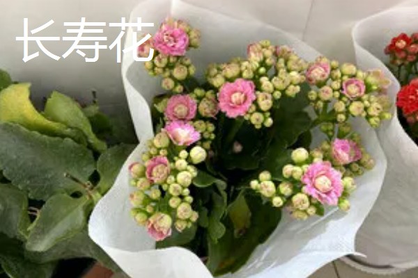 母亲生日可以送什么花，推荐康乃馨、长寿花等