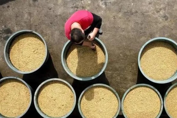 水稻恶苗病的危害特征,病苗分蘖少或不分蘖