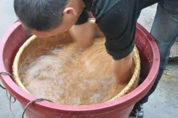 水稻恶苗病的危害特征,病苗分蘖少或不分蘖