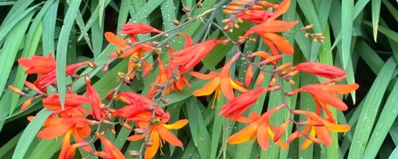火星花什么时候开花，花期为6-8月份