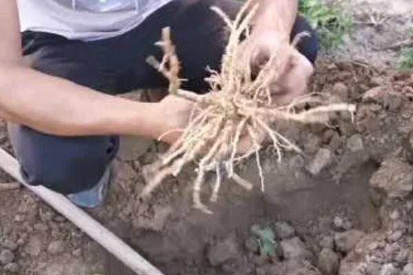 北沙参黑斑病的发病条件，病菌以菌丝在病叶上存活